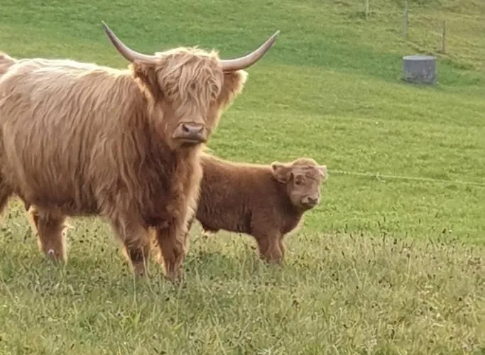 White In * Aeschi Bei Spiez