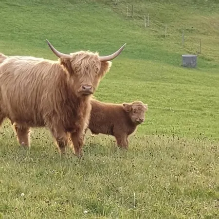White In * Aeschi Bei Spiez